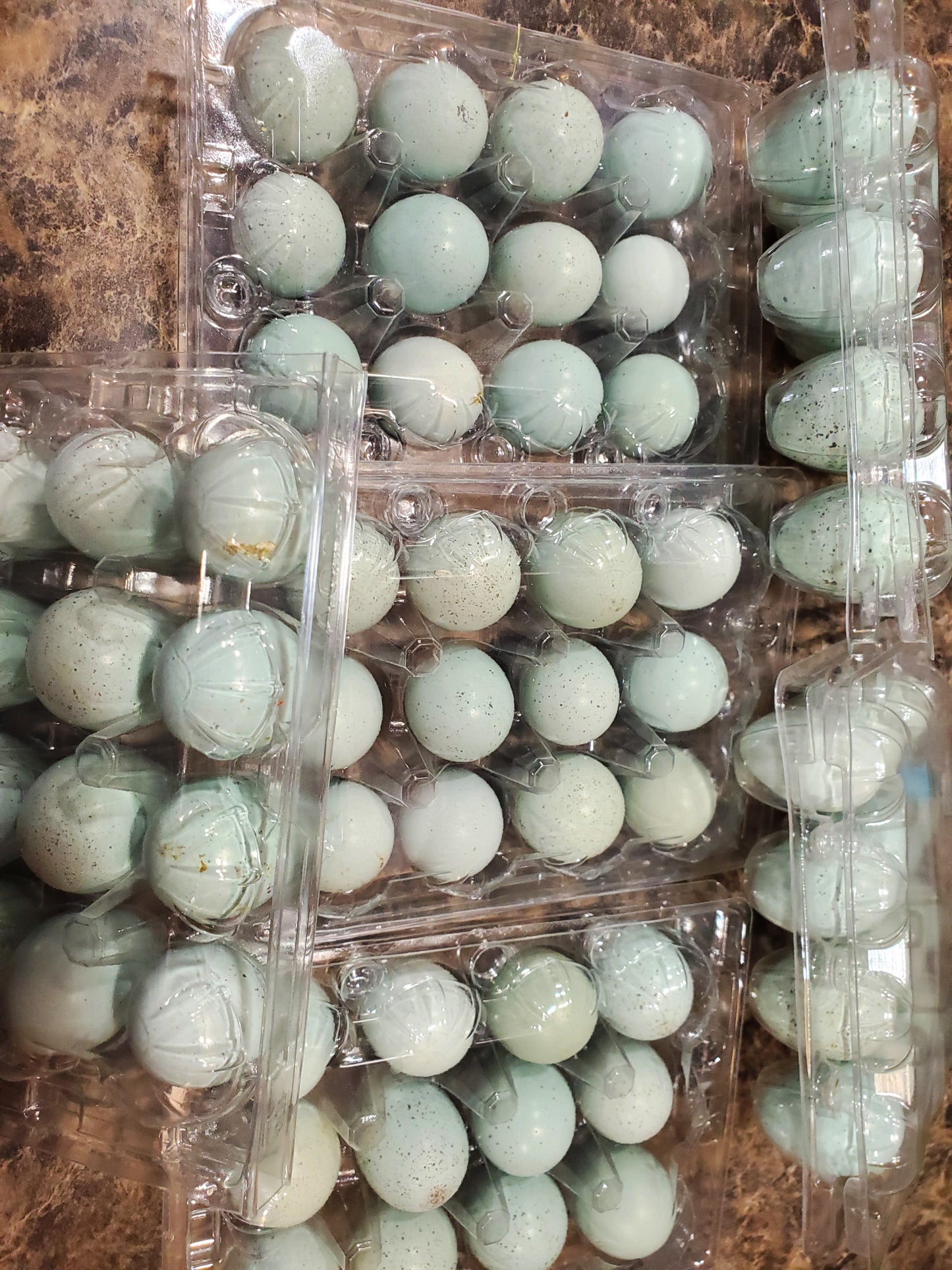 1 Dozen Celadon Quail Hatching Eggs