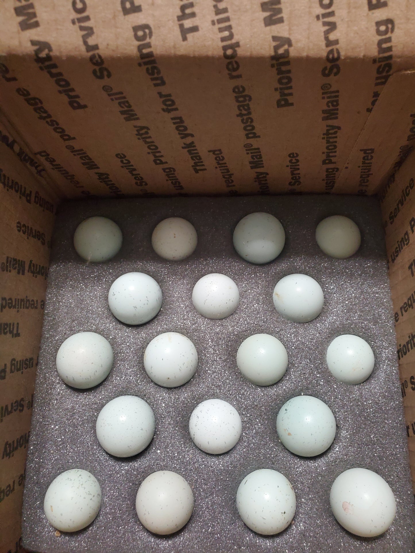 1 Dozen Celadon Quail Hatching Eggs